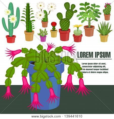Blooming cactus. Vector illustration. Template page with the image of different kinds of cactus flower. Isolated on white background. Flat design.