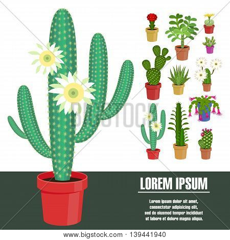 Blooming cactus. Vector illustration. Template page with the image of different kinds of cactus flower. Isolated on white background. Flat design.