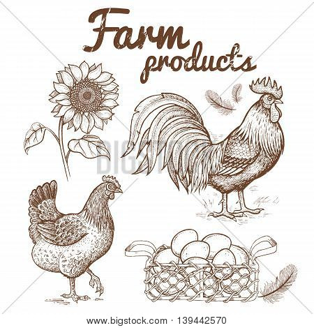 Vector illustration of farm birds - and hen basket with eggs and flower sunflower. Images of animals and objects agricultural theme isolated on white background. Hand drawing vintage.