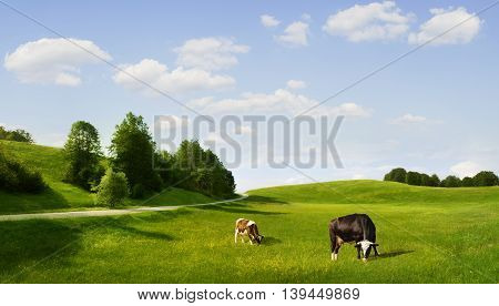 panoramic view of nice green hill with сows on blue sky background