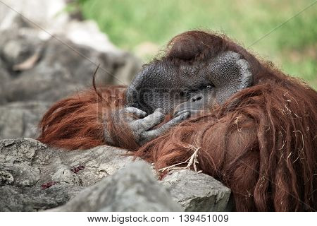 portrait of thoughtful  sad orangutan in summer invironment
