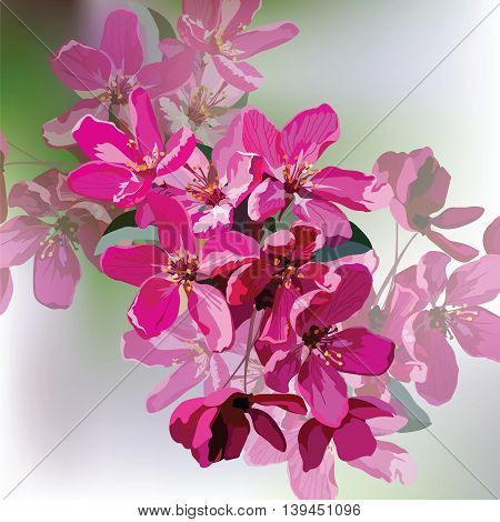Vector Spring Summer Pink flowers blossom tree branch. Pelargonium geranium bright cerise. Photo realistic Vector flowers Illustration