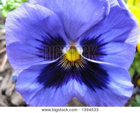 Blomst