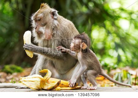 Monkeys eat bananas. Monkey forest in Ubud Bali Indonesia.