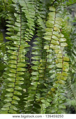 fresh green nephrolepis cordifolia fern in nature garden