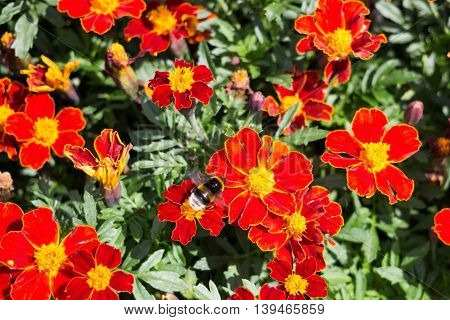 Bumblebee pollinating red flowers on a sunny day