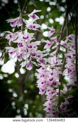 Beautiful Wild Flower Orchid,flower Orchid Scientific Name Is Dendrobium Anosmum