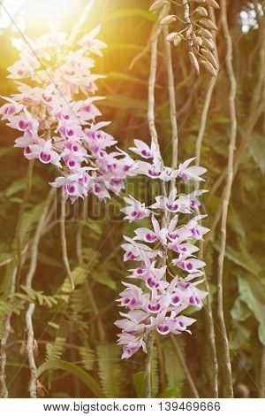 Beautiful Wild Flower Orchid,flower Orchid Scientific Name Is Dendrobium Anosmum
