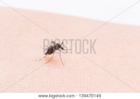 Aedes Aegypti Mosquito. Close Up A Mosquito Sucking Human Blood,mosquito Vector-borne Diseases,chiku