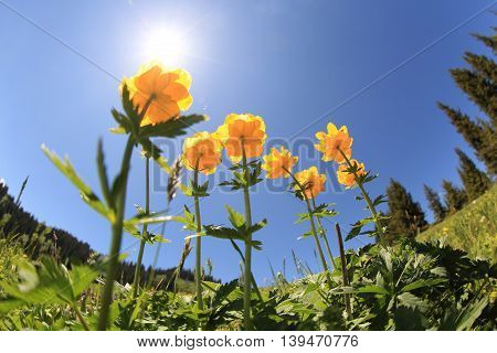 beautiful globeflowers and green grass under blue sky