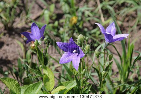 Wild carpathian bellflower Campanula carpatica in a garden meadow in summer