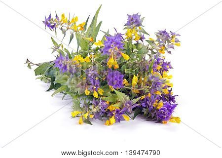 Wild flower Ivan-da-Marya isolated on white background