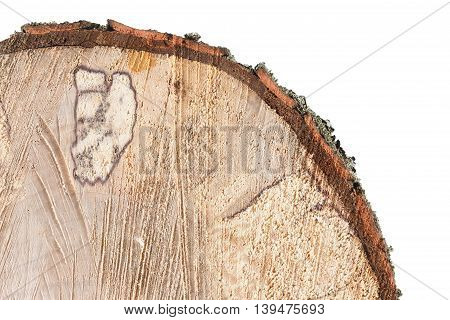 Old alder wooden round timber isolated on white background. Rough cutting roundwood