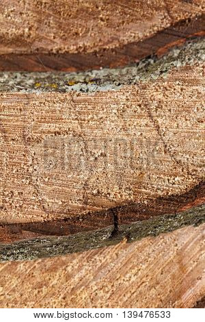 Old alder wooden round timber alder. Rough cutting roundwood