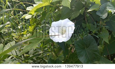 A beautiful bindweed in green grass,  summer nature