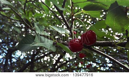 two cherries on a tree, cherry three,  fresh berries