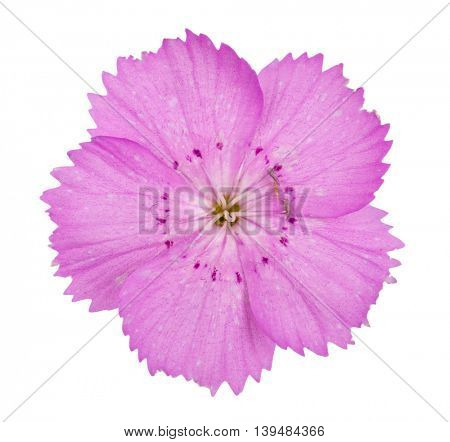 Pink carnation (Dianthus carthusianorum) flowers