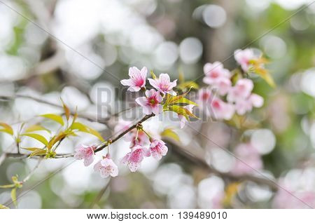 Wild Himalayan Cherry Prunus cerasoides Sour cherry Cerasus cerasoidesSakura Cherry Blossom or Wild Himalayan tree