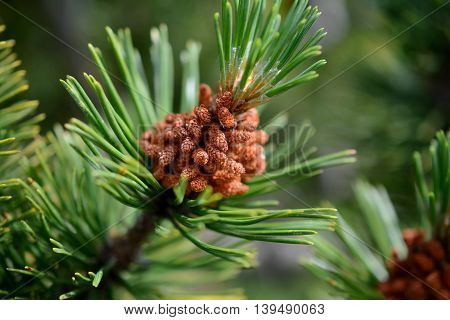 Little dwarf mountain pine cones on branch. Shallow depth of field.