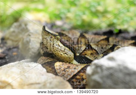 Venomous snake Hundred-pace pit viper (Deinagkistrodon acutus)