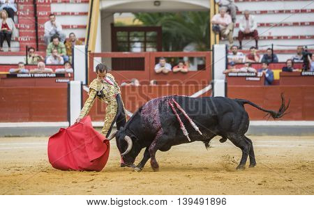 Jaen SPAIN - October 17 2008: The Spanish Bullfighter Cesar Jimenez bullfighting with the crutch in the Bullring of Jaen Spain
