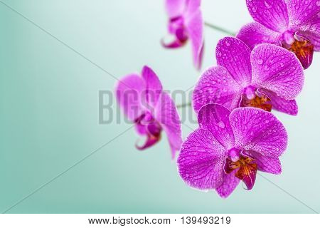 Blooming violet orchid branch flowers on blurred background