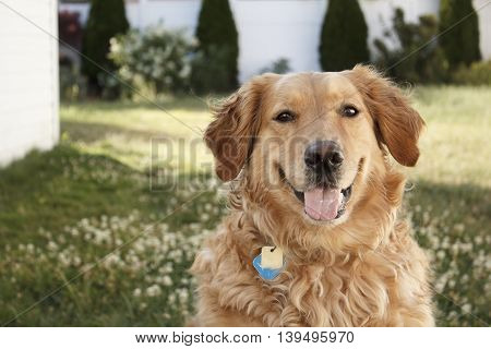 Golden Retriever off-center looking at camera with blurred background