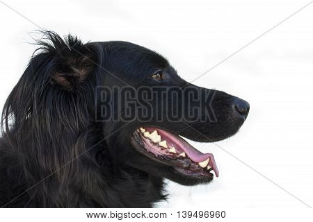Black dog facing right side portrait on white background