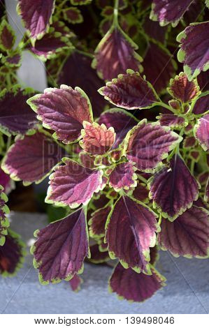 close up Solenostemon scutellaides plants in nature garden