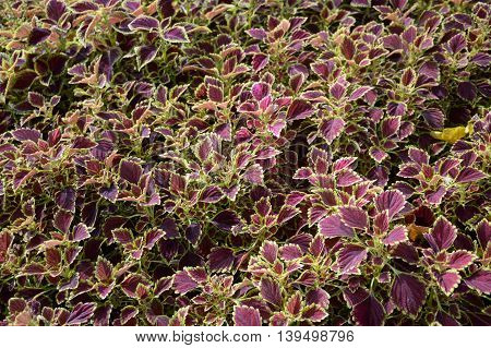 close up Solenostemon scutellaides plants in nature garden