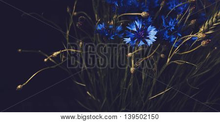 Beautiful blue cornflower flowers on black background. Floral abstract background. Fine art style. Blossom summer botanical elements. Vintage effect still life.