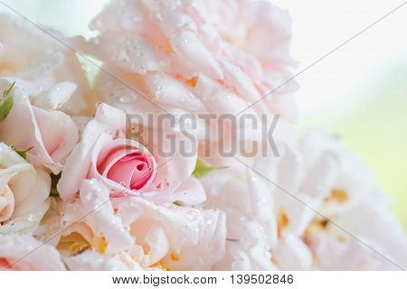 sweet pink roses in soft color style for background