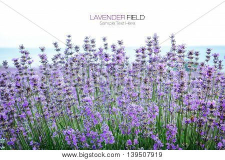 Lavender herbal flowers plant summer Provence field bottom with white blank space