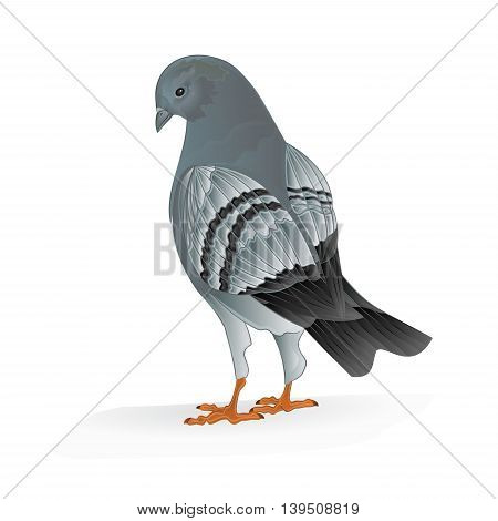 Bird Carrier pigeon domestic sports bird vector illustration