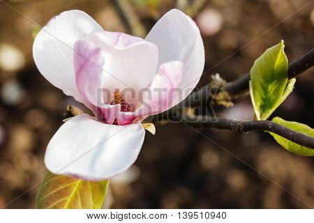 Pink magnolia spring fragility flower branch background
