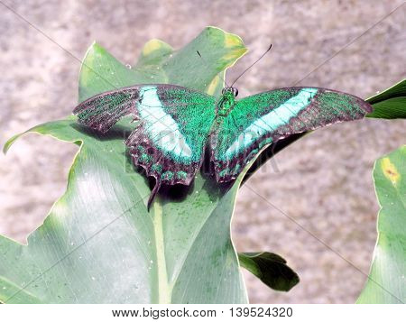 Papilio palinurus in garden of Niagara Falls Ontario 16 July 2016 Canada