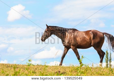 Majestic graceful brown horse in meadow field. Tranquil countryside scene.
