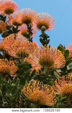 close up of orange protea flowers in bloom