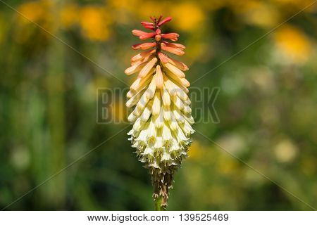 Kniphofia / Tritoma Or Red Hot Poker Or Torch Lily