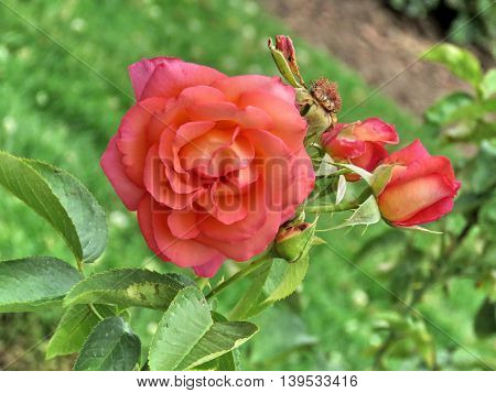 'Die Welt' rose in garden of Niagara Falls Ontario 16 July 2016 Canada