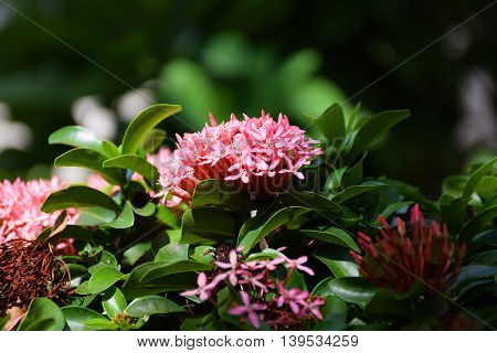 A Red Ixora flowers in thailand. Macro picture