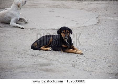 Side view of Black dog in Thailand.