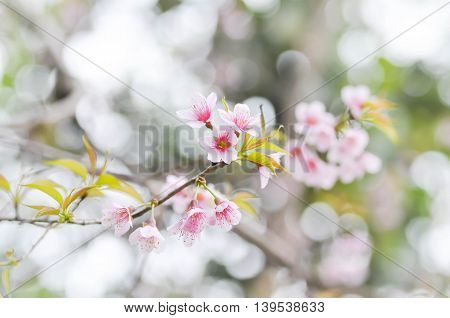 Wild Himalayan Cherry Prunus cerasoidesSour cherry Cerasus cerasoidesSakura Cherry Blossom or Wild Himalayan tree in the garden