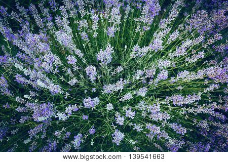 Lavender Bush Flat