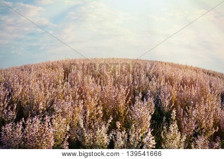 Summer nature  purple flower blossom meadow background
