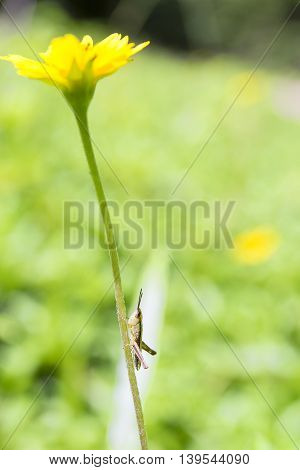 The brown grasshopper climbing up to the yellow flower
