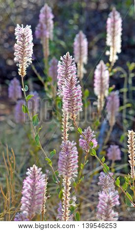 Purple Ptilotus nobilis (regal foxtail) in Boodjamulla (Lawn Hill) National Park, Queensland Australia. Called Mulla Mulla by indigenous Australians.