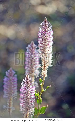 Purple Ptilotus nobilis (regal foxtail) in Boodjamulla (Lawn Hill) National Park, Queensland Australia. Called Mulla Mulla by indigenous Australians.