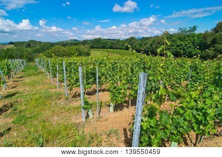 hill covered with vines with traditional methods and available in a semicircle along the contour according to the Tuscan farming culture