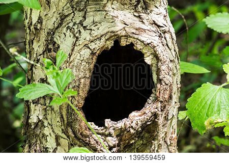 Large hollow tree on a background of green foliage. Serves nest for birds and shelter for animals. Selective focus shallow depth of field